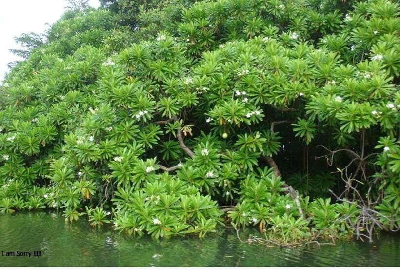 Colombo/Negombo: Muthurajawela & Dutch Canal Boat Adventure - Muthurajawela Wetland Sanctuary Visitor Center: Habitats and Species Counts That Matter