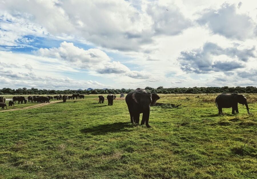 Colombo/Negombo: Sigiriya, Dambulla, and Minneriya Safari - What to pack for the climb and the safari
