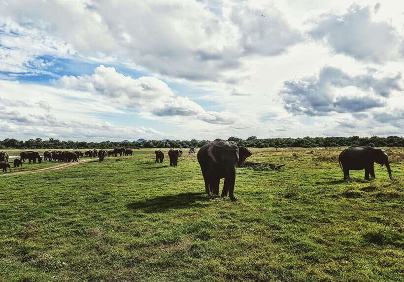 Colombo/Negombo: Sigiriya, Dambulla, and Minneriya Safari - Who this tour suits best (and who should skip it)