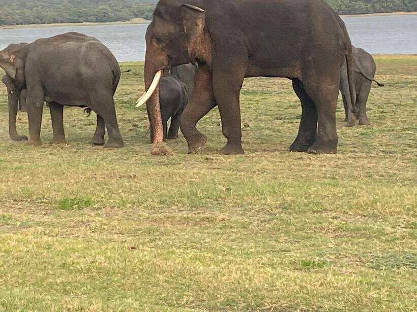 Colombo-Negombo : Sigiriya & Dambulla Cave Full-Day Tour - Private wildlife safari by jeep: what elephant country can look like