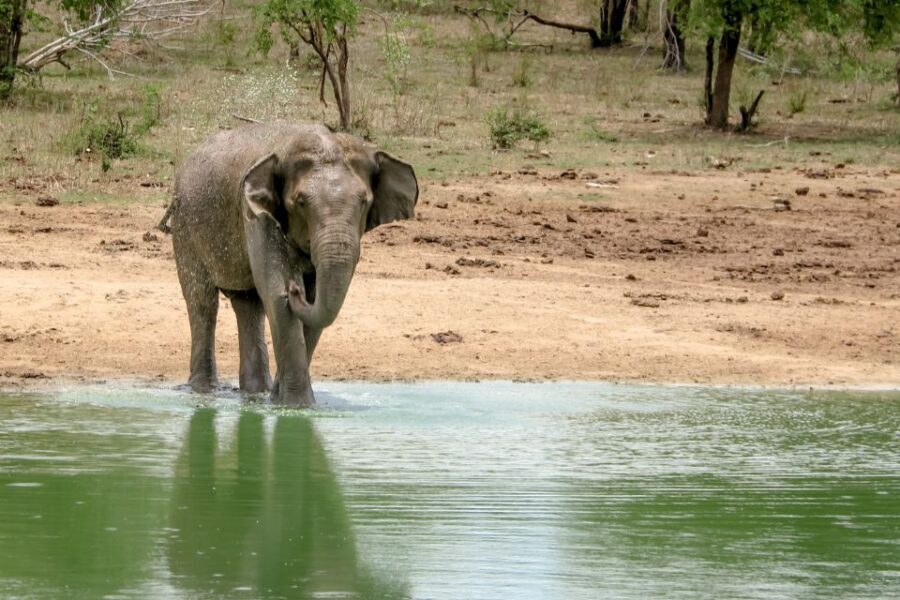 Colombo/Negombo: Sigiriya, Kandy, Ella 3-Day Trip with Train - Value and Extras: Why $250 Can Be a Great Deal and Also a Trap