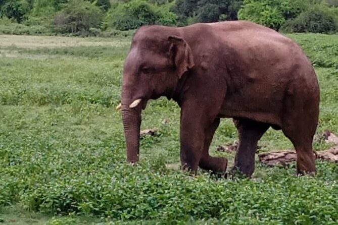 Colombo , Negombo to Trincomalee Transfer and Safari - Lunch and village flavors: more than just a snack break