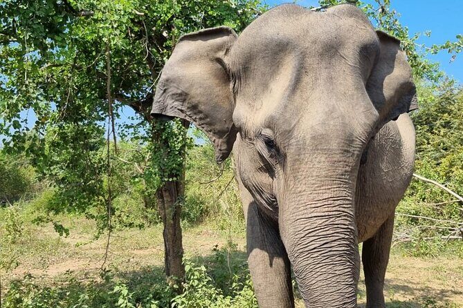 Colombo , Negombo to Trincomalee Transfer and Safari - Sigiriya village time: bullock cart and a calm canoe ride