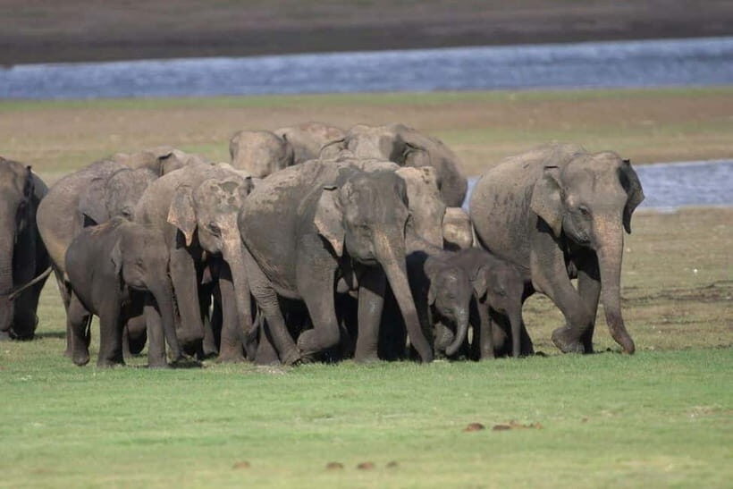 Colombo: Sigiriya, Dambulla Caves, & Wildlife Day Tour - The safari through three national parks: elephants, birds, and real spotting time
