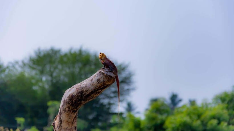 Colombo: Sri Lanka 4-Day Private Tour With 18 Amazing Places - Guides, Pacing, and the Things I’d Double-Check Before You Go