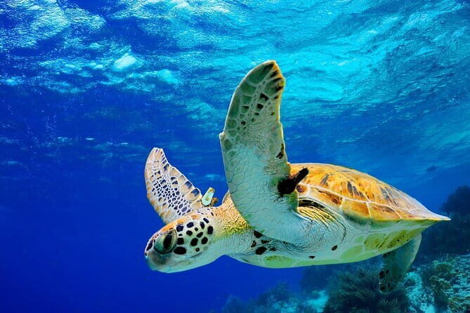Colombo to Galle All Inclusive Private Day Tour - Key things that make this day tour work