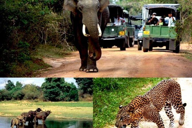 Colombo to Kandy,Ella & Yala 3 Day Tour - The hill-country train day: Peradeniya to Nanu Oya, timed and practical