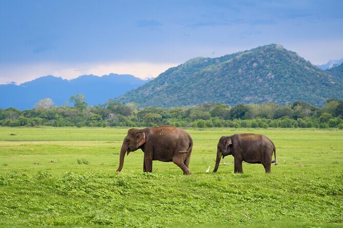 Colombo to Trincomalee Shuttle & Safari Drive - Pelvehera Village: Lunch with Locals and a Paddle Boat Break