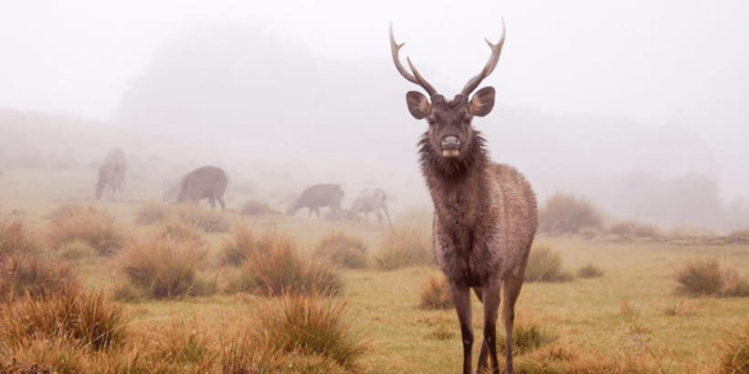Comprehensive Excursion: Horton Plains and Pedro Tea Factory - Baker Falls: a second highlight that balances the day