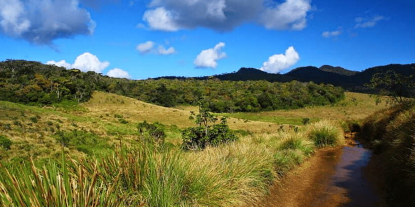 Comprehensive Excursion: Horton Plains and Pedro Tea Factory - Who should book this tour (and who might want a different style)