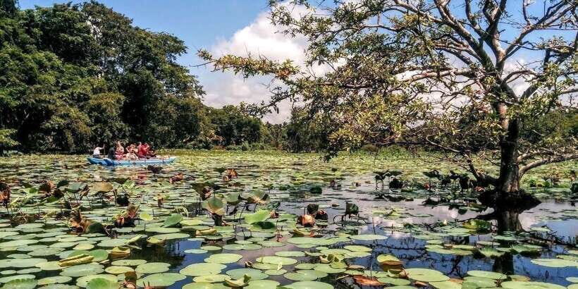 Dambulla: Caves Temple & Traditional Village Tour with Lunch - What You’ll See at the Golden Temple Stop