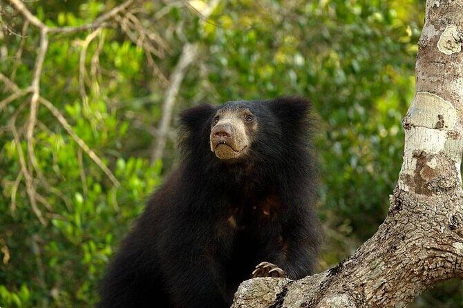 Day Excursion to Yala National Park From Colombo - From Colombo at 6:00 am: why this start time matters