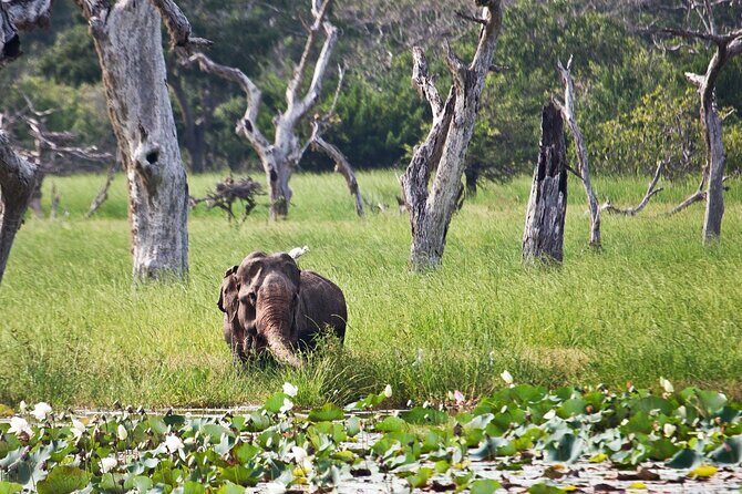 Day Excursion to Yala National Park From Colombo - Jeep safari fees and the real budget from Colombo