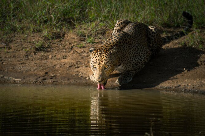 Day Excursion to Yala National Park From Colombo - What’s included (and what you’ll still pay for)