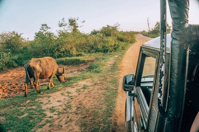 Day Excursion to Yala National Park From Colombo - Practical packing for Yala: shoes, sun, and animal-friendly habits