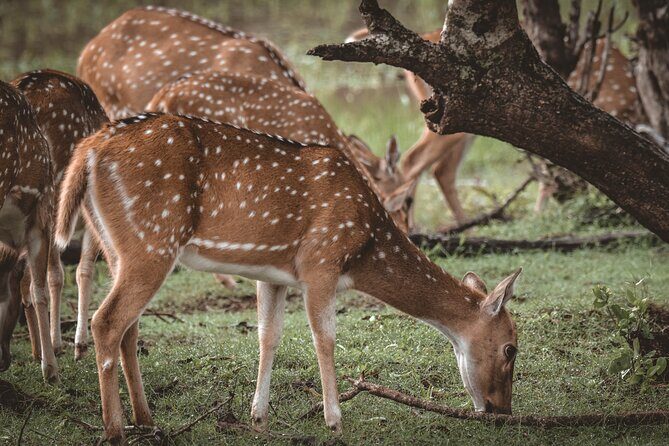 Day Excursion to Yala National Park From Colombo - The coastal drive: Bentota, Hikkaduwa, Galle, and Matara stops