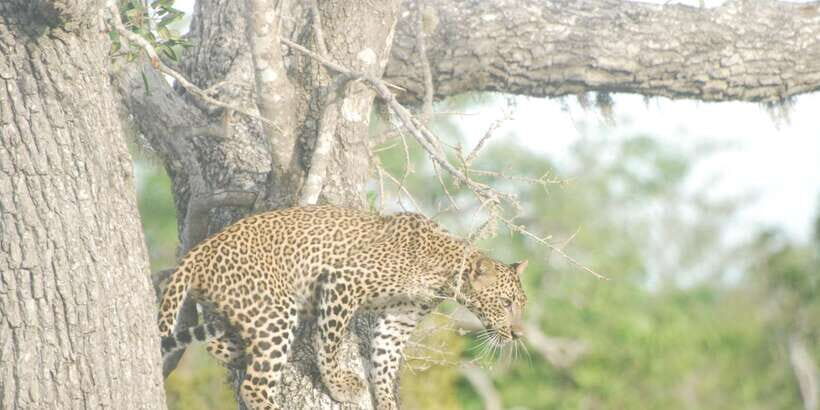 Day Safari From Hambantota - Price and Value: What $55 Covers in a 4-Hour Safari