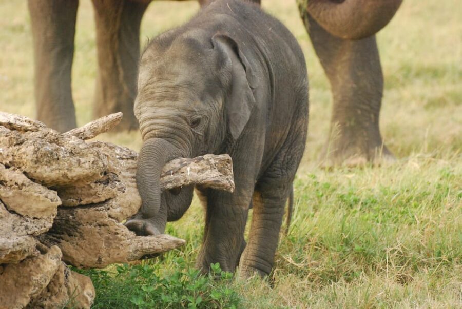 Day Safari From Hambantota - Where This Safari Fits Best (and Where It Might Not)