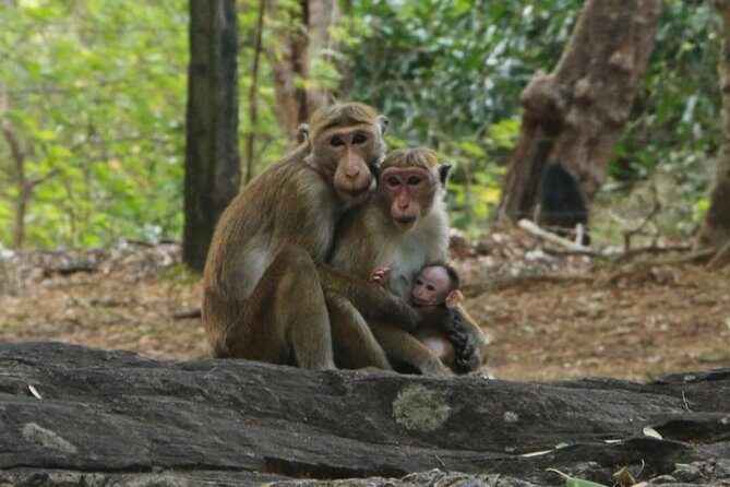 Day Tour from Dambulla to Sigiriya or Pidurangala & Polonnaruwa - The optional jungle stopover: elephants or a tuk-tuk lesson
