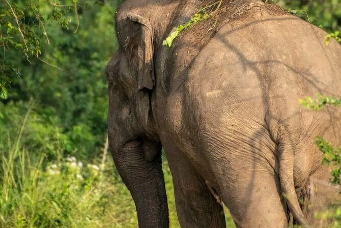 Day Tour from dambulla to Sigiriya & Polonnaruwa - Timing, pace, and how to make the day feel easy