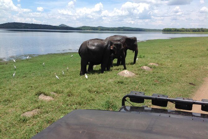 Day Tour from kandy to Sigiriya, Dambulla & National Park safari. - Driver-Guide Quality: Why Stories Matter as Much as Sightseeing