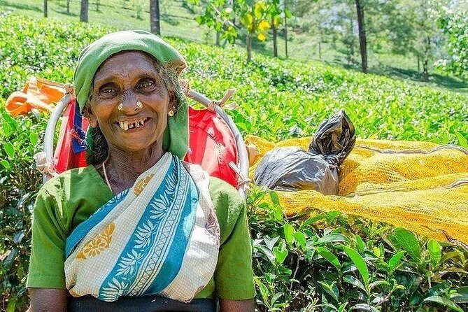 Day Tour of Nuwara Eliya - Stop 2: Glenloch Tea Factory—watch how tea moves from leaf to cup