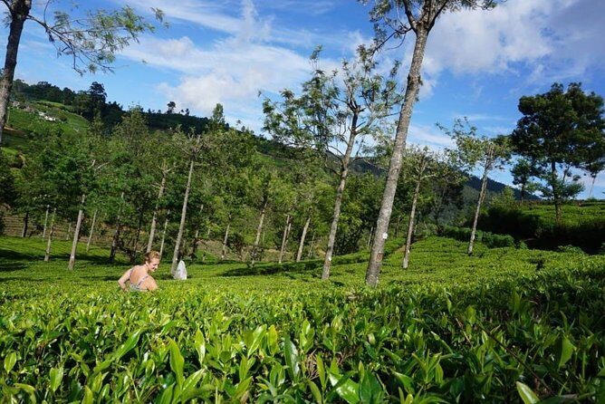 Day Tour of Nuwara Eliya - Who this Nuwara Eliya day tour suits best