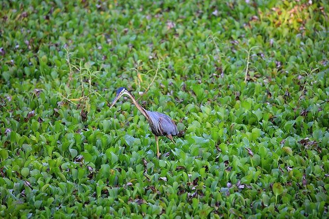 Day Tour to Anawilundawa Wetland Sanctuary - A/C comfort from Negombo to the wetlands