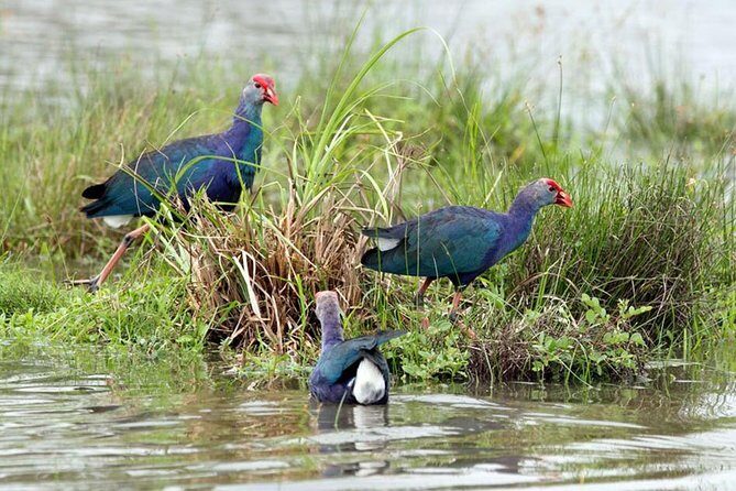 Day Tour to Anawilundawa Wetland Sanctuary - Bird species you should look for (and how the guide helps)