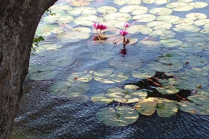 Day Tour to Anawilundawa Wetland Sanctuary - What to bring (and what you’ll miss on board)