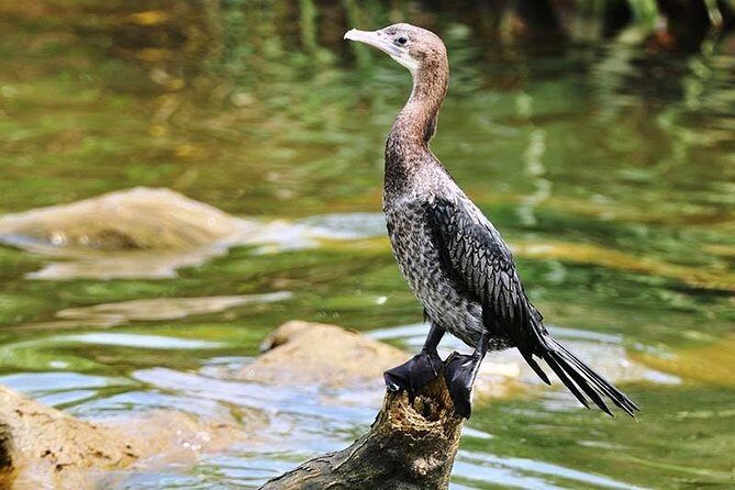 Day Tour to Anawilundawa Wetland Sanctuary - Entering Anawilundawa: what your 5-hour birding session feels like