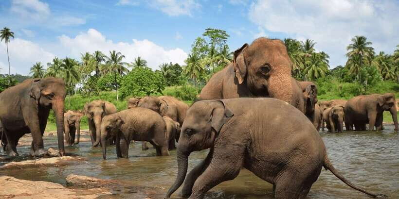 Day Tour to Elephant Orphanage / spice garden - Key points to know before you go