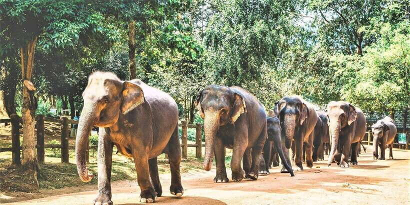 Day Tour to Elephant Orphanage / spice garden - The Pinnawala river routine makes this a smart half-day