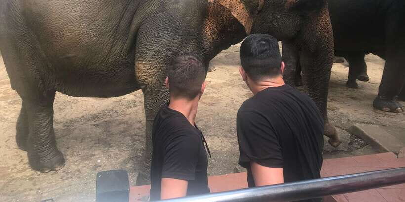 Day Tour to Elephant Orphanage / spice garden - Price and value: is $59 worth it?