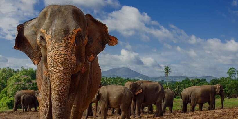 Day Tour to Elephant Orphanage / spice garden - Colombo pickup: fast start, small-group feel