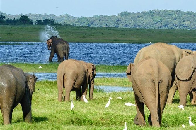 Day tour to Minneriya National Park,Sigiriya & Dambulla from Kandy - Key things to know before you go