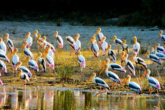 Day tour to Minneriya National Park,Sigiriya & Dambulla from Kandy - Price and logistics: what the $34.20 really buys you