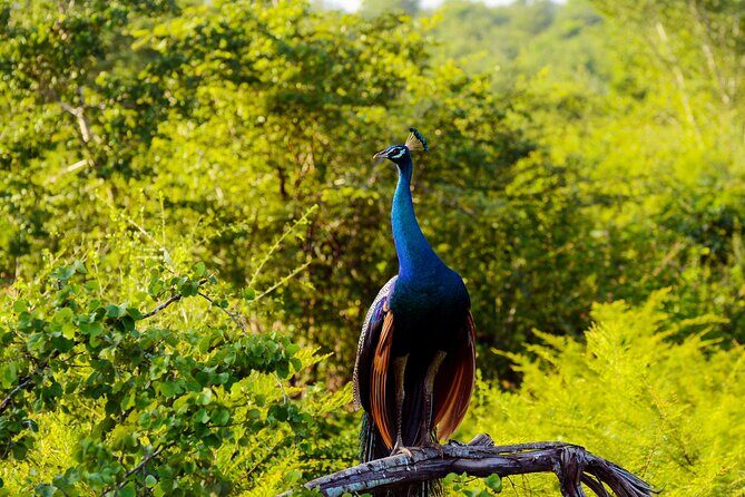 Day tour to Minneriya National Park,Sigiriya & Dambulla from Kandy - Driver-guide style: why names like Irfan and Azmy show up