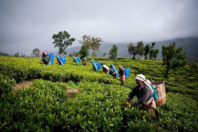 Day tour to Nuwareeliya (Little England) from Kandy - Ramboda Falls walk: plan for shoes and pacing
