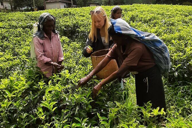 Day tour to Nuwareeliya (Little England) from Kandy - Nuwara Eliya: Little England style, minus the hype