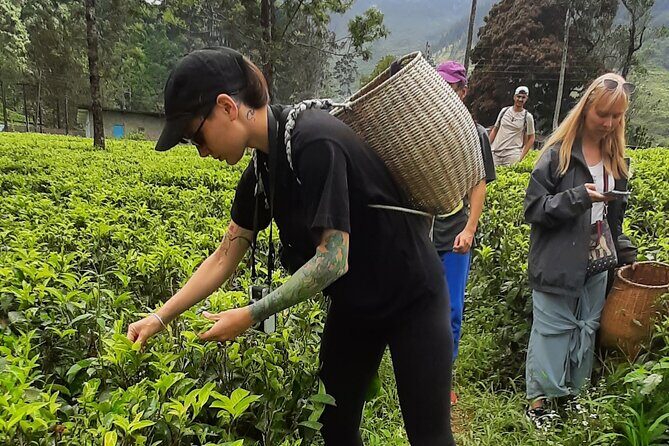 Day tour to Nuwareeliya (Little England) from Kandy - Price and value: what $30 buys you (and what it doesn’t)
