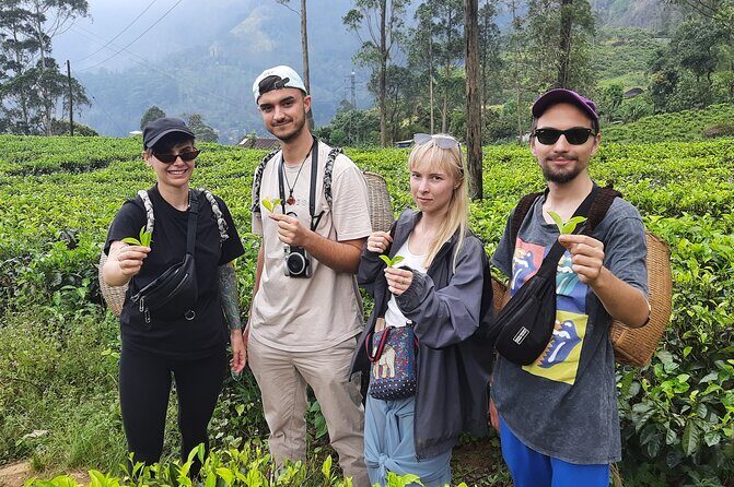 Day tour to Nuwareeliya (Little England) from Kandy - Bluefield Tea Factory: tea process, not just scenery