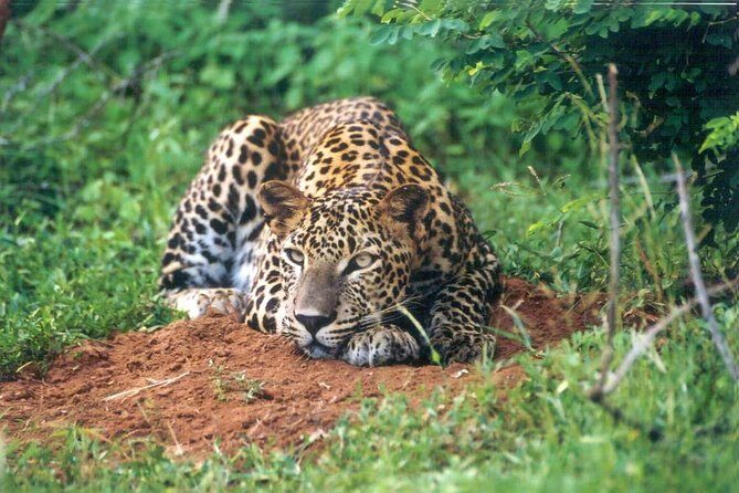 Day Tour to Wilpattu National Park from Colombo - Entering Wilpattu: Why the Park’s Lakes Matter for Your Safari