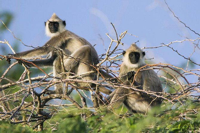 Day Tour to Wilpattu National Park from Colombo - The Jeep Safari: How 4x4 Service Changes the Game