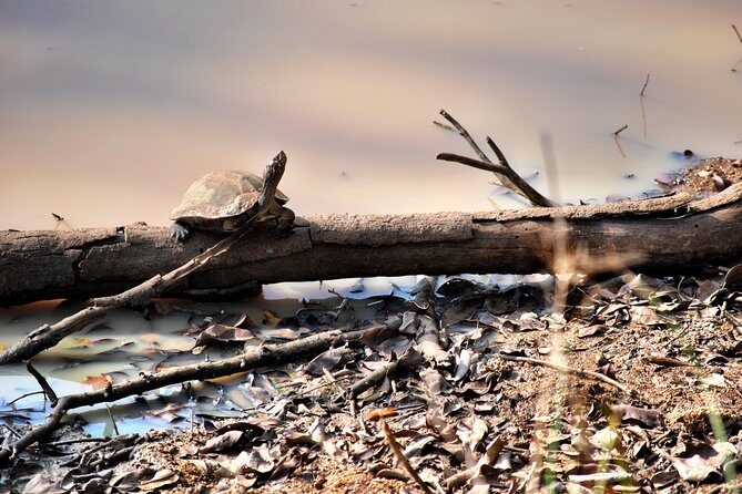Day Tour to Wilpattu National Park from Colombo - Wildlife You Can Expect: The Real Target List