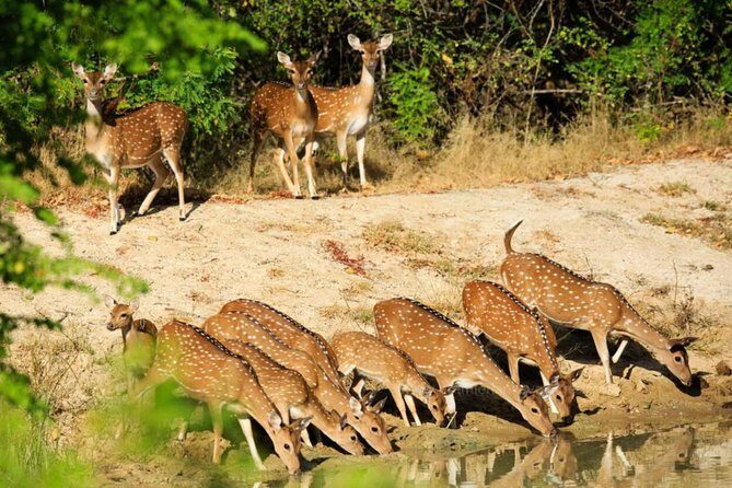 Day Tour to Wilpattu National Park from Colombo - Food and the Lunch Question: Plan for the Lunch Stop