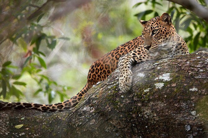 Day Tour to Wilpattu National Park from Colombo - The Colombo Drive: Comfort, Timing, and Getting There Without Stress