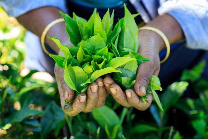 Day Trip to Nuwara Eliya with Kingfisher Tours - NGM Strawberry Farm: a sweet reset from tea-country