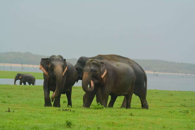 Elephant Jeep Safari at Minneriya National Park - Key highlights I’d book for