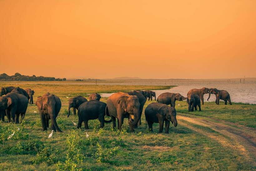 Elephant Jeep Safari at Minneriya National Park - Inside the Jeep: safety, insurance, and the ride style